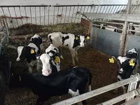 牛只（批次，未指定性别）, Russian Black pied cattle — 照片 2