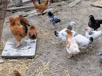 Chickens — 7-сурет