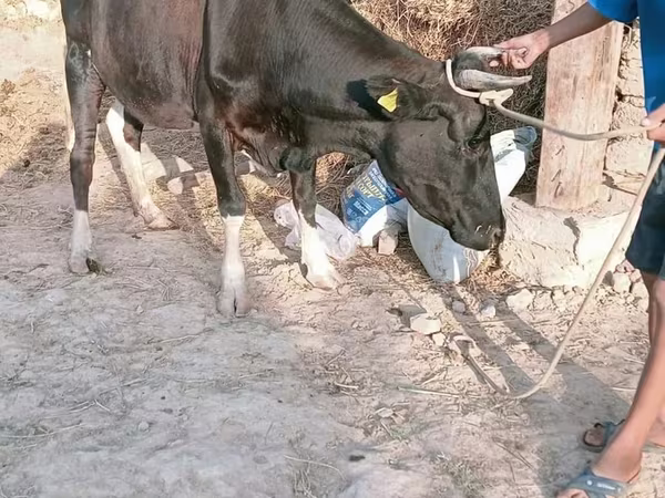 Kuh, Latvian Blue cattle