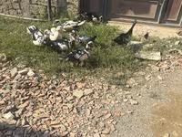Ducks — Foto 4