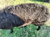 Widder, Tian-Shan semifinewool sheep — Foto 1