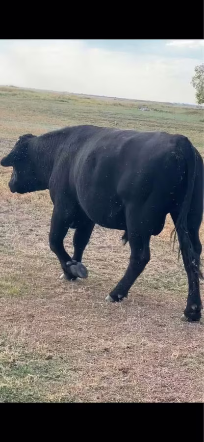 Bulle, Aberdeen-Angus