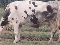 Kuh, Russian Black pied cattle — Foto 3