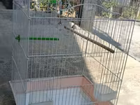 Qəfəs 60 azn watsap yiğin — Foto 3