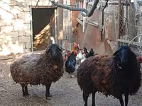 نعجة, Karabakh sheep — الصورة 5