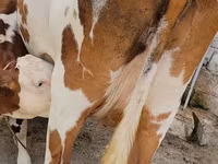 بقرة, Simmental cattle — الصورة 6