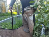 बकरी, Beetal goats — फ़ोटो 2