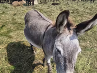 Yegua, Caballos — foto 2
