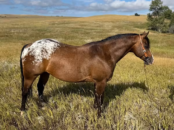 Aygʻir, Horses of Sable Island