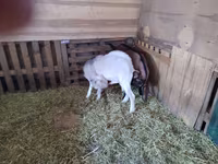 Теке, Nubian Goat — 8-сурет