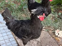 سلطان — الصورة 3