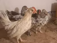 Japanisches Bantam — Foto 8