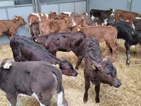 Toro, Ganado vacuno — foto 1