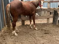 Hengst, Kazakh horse — Foto 2