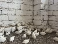King كوايل — الصورة 1