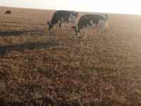 Kuh, Holstein-Rasse — Foto 1