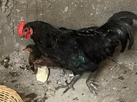 Chickens — 3-сурет