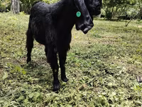 Cabras (lote, sexo no especificado), Cabras — foto 2