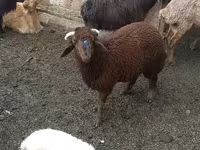 Қойлар (топ, жынысы көрсетілмеген), Red Karaman sheep — 1-сурет