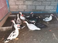 Ducks — 6-сурет