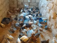 Chickens — الصورة 5