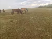 Stute, Horse breed — Foto 3