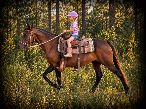 فرس, Quarter Horse