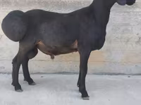 मेढ़ा, Hissar sheep — फ़ोटो 1