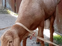 Ram, Ordabasy sheep — photo 2