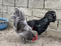 Chickens — الصورة 4