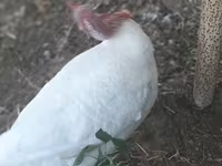 Turkeys — الصورة 2