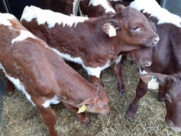 ثور, Simmental cattle