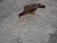 Guinea fowl — foto 5