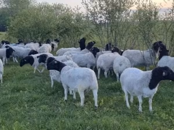 Oveja, Dorper sheep