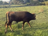 Bulle, Rinder — Foto 1