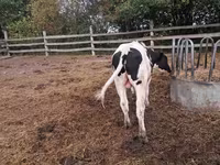 Vaca, Ganado vacuno — foto 6