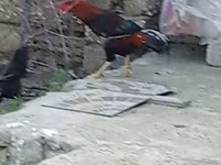 Chickens — Foto 1