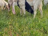 Ziegenbock, Gulabi goats — Foto 1