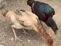 Chickens — foto 1