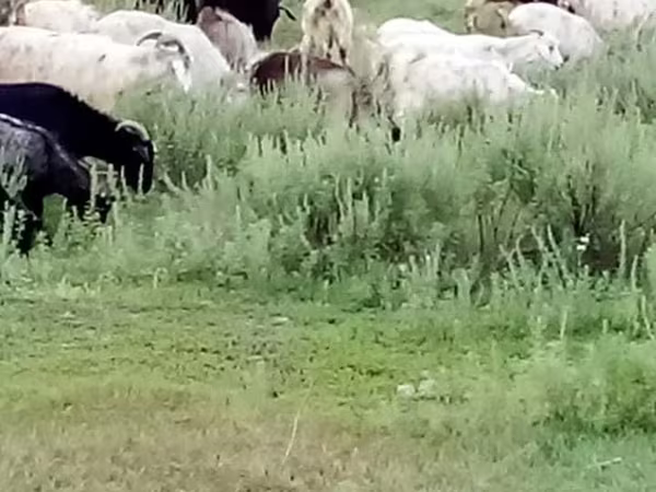 Коза, Козлы