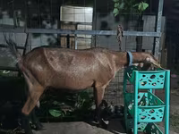Ешкі, Alpine goat — 3-сурет