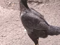 Chickens — 照片 4