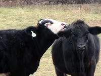 Bulle, Simmental cattle — Foto 3