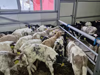 Buqa, Simmental cattle — 2-rasm