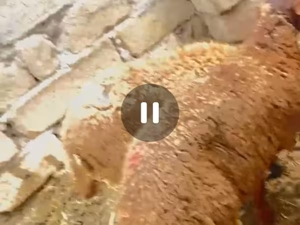Carnero, Ovejas