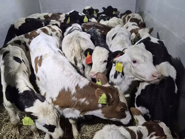 Bulle, Simmental cattle