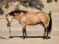 حصان, Quarter Horse — الصورة 6