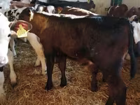 Bull, Limousin cow — photo 3