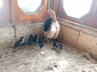 Chickens — 2-rasm