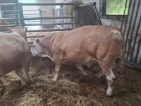 Toro, Blonde d’Aquitane cattle — foto 2